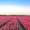Are Keukenhof Gardens Tulip Fields Open Beyond May?