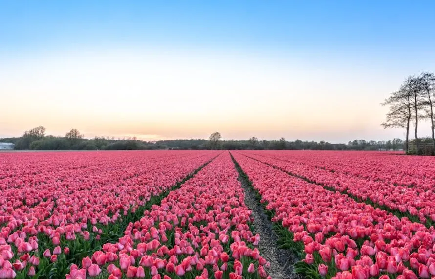 Are Keukenhof Gardens Tulip Fields Open Beyond May?