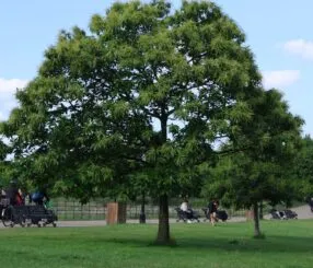 How To Get To Hyde Park London: Your Ultimate Guide