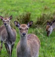 What wildlife can you spot on the Ring of Kerry?