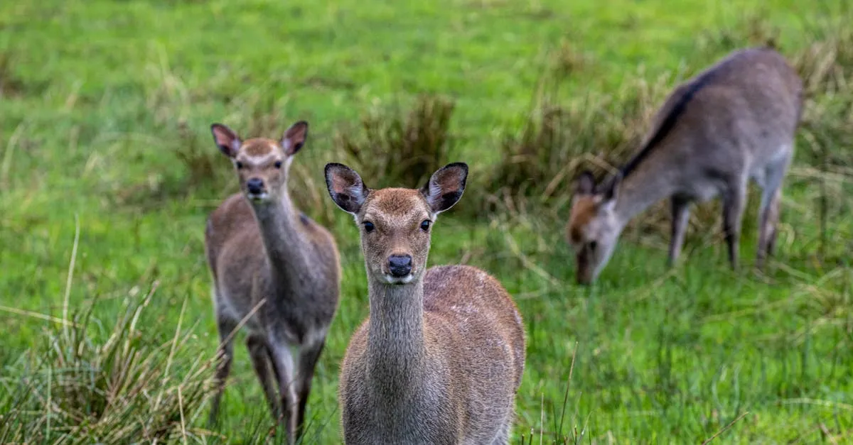 What wildlife can you spot on the Ring of Kerry?